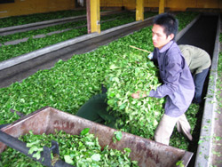 Thái Nguyên: Chè được giá, nông dân khấp khởi mừng