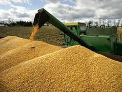 Giá các loại ngũ cốc trên thị trường đồng loạt xuống