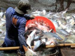 Tạm thời đưa cá tra Việt Nam ra khỏi danh sách đỏ