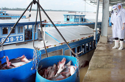 Hội nghề cá VN: 'WWF phải xin lỗi người nuôi cá