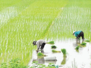Hạn chế tối đa chuyển đổi đất chuyên trồng lúa nước