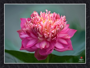 Triển lãm 60 bức ảnh độc đáo về vẻ đẹp hoa Sen